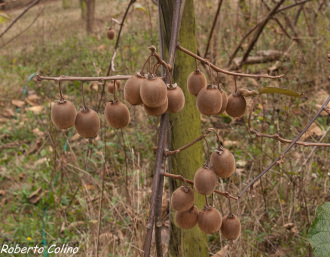 Fruto de kiwi. Poda de kiwi