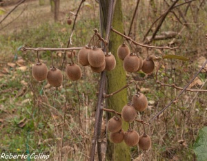 kiwi inausketa