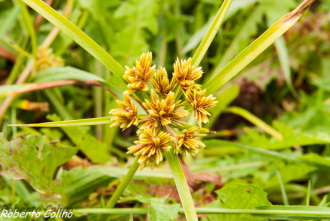 cyperus eragrostis