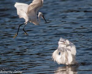 egretta garzetta, santoña, birding, birdwatchig