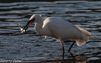 egretta garzetta, santoña, birding, birdwatchig