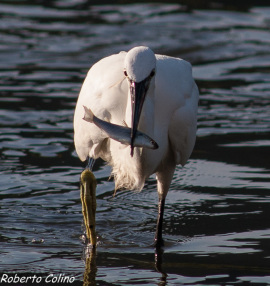 egretta garzetta, santoña, birding, birdwatchig