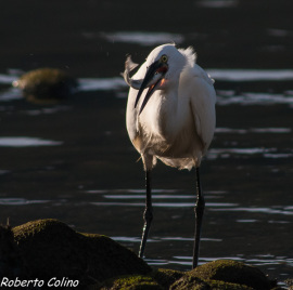 egretta garzetta, santoña, birding, birdwatchig