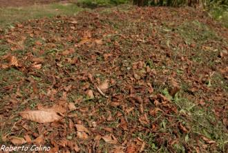 acolchado, compostaje en superficie, método babesten, agricultura sin laboreo, no laboreo, areitz soroa, agricultura ecológica, compost, composting