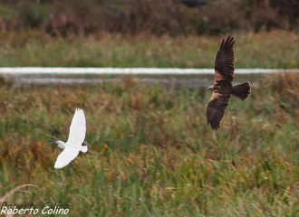circus aeruginosus, egretta garzetta, salburua, birding, birdwatching