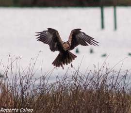 circus aeruginosus, salburua, birding, birdwatching