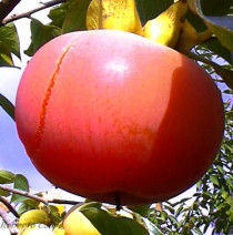 kaki, caqui, diospyros kaki, fruticultura ecológica, agricultura ecológica, areitz soroa