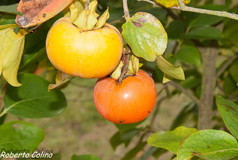 kaki, caqui, diospyros kaki, fruticultura ecológica, agricultura ecológica, areitz soroa
