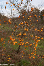 kaki, caqui, diospyros kaki, fruticultura ecológica, agricultura ecológica, areitz soroa