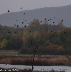 avefría, vanellus vanellus, birding, birdwatching, galdames, aves