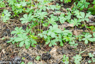 potentilla reptans, cincoenrama, adventíceas, malas hierbas, desherbado inteligente, agricultura ecológica, weeds, agricultura sin laboreo