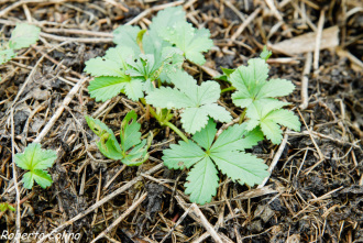 potentilla reptans, cincoenrama, adventíceas, malas hierbas, desherbado inteligente, agricultura ecológica, weeds, agricultura sin laboreo