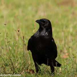 corvus corone, corneja negra, birdwatching, birding, aves de Galdames