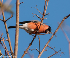 camachuelo, pyrrhula pyrrhula, birdwatching, birding, aves de Galdames
