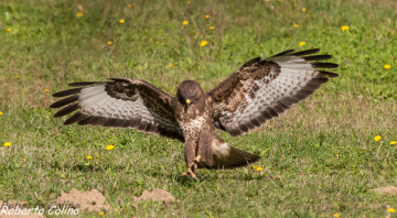 ratonero común, buteo buteo, birdwatching, birding, aves de Galdames