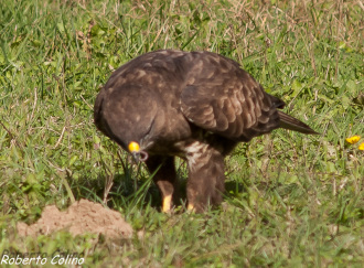 ratonero común, buteo buteo, birdwatching, birding, aves de Galdames
