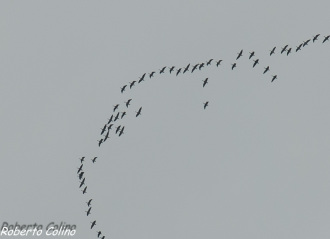 anser anser, ansar común, migración, birdwatching, birding, aves de Galdames