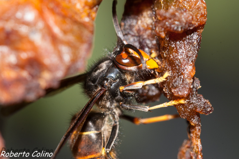 vespa vetulina, diospyros kaki, agricultura ecológica, organic, insecting