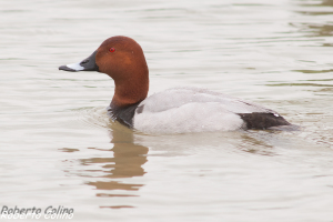 porrón común, pochard,  aythya ferina, marismas de santoña, aves, birds, birdwatching