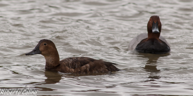 porrón común, pochard,aythya ferina, santoña, aves, birds, birdwatching