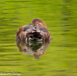 porrón común, pochard, aythya ferina, marismas de santoña, aves, birds, birdwatching