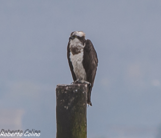 águila pescadora, osprey, pandion haliaetus, marismas de santoña, aves, birds, birdwatching