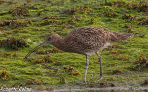 Zarapito real, Numenius arquata, curlew, marismas de santoña, aves, birds, birdwatching
