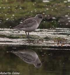 Chorlito gris, Pluvialis squatarola, grey plover, marismas de santoña, aves, birds, birdwatching