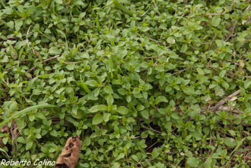 stellaria media, common chickweed, weeds, adventíceas, malas hierbas