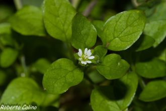 stellaria media, common chickweed, weeds, adventíceas, malas hierbas