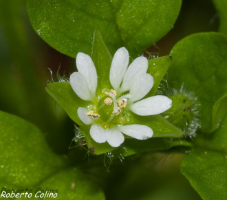 stellaria media, common chickweed, weeds, adventíceas, malas hierbas
