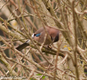 garrulus glandarius, arrendajo, aves, birding, birdwatching, aves de Galdames, jay