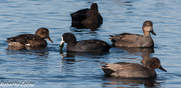 Anas strepera, gadwall, ánade friso, marismas de santoña, birding, birds, aves, birdwatching