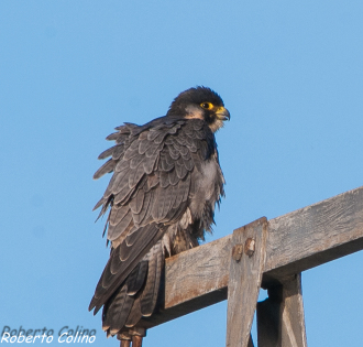 peregrine, falco peregrinus, birds, birdwatching, birding, marismas de Santoña, aves