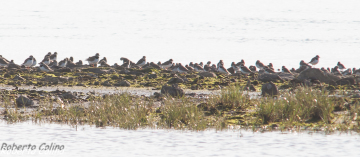 birds, birding, birdwatching, aves, limícolas, marismas de Santoña, Charadrius hiaticula, ringed plover