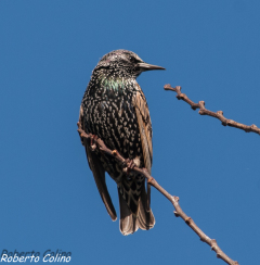 estornino pinto, sturnus vulgaris, birds, birdwatching, birding, marismas de Santoña, starling