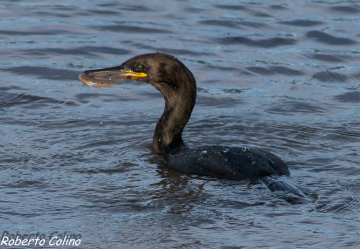 cormorán moñudo, marismas de Santoña, birds, birding, birdwatching, aves, shag