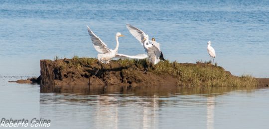 garceta grande, egretta alba, aves, birds, birdwatching, marismas de Santoña, great white egret