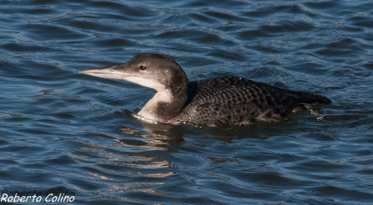 aves, birds, birdwatching, marismas de Santoña, gavia immer, colimbo grande, great northern diver, areitz soroa