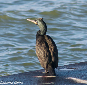 aves, birds, birdwatching, marismas de Santoña, areitz soroa, cormorán moñudo, Phalacrocorax aristotelis, shag