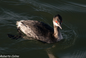aves, birds, birdwatching, marismas de Santoña, areitz soroa, zampullín cuellinegro, Podiceps nigricollis, black-necked grebe,