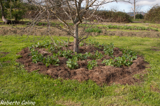 fruticultura ecológica, areitz soroa, habas, acolchado, mulching, mulch, organic, habas, compostaje en superficie
