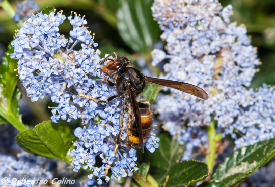 vespa vetulina, avispa asiática, ceonothus, flora auxiliar, método babesten, agricultura ecológica