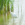Garceta grande (Egretta alba)