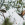 Abejaruco (Merops apiaster)