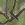 Abejaruco (Merops apiaster)