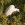 Garceta común ( Egretta garzeta )