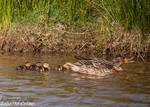 Anade real (Anas platyrhynchos)