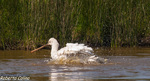 Espátula (Platalea leucorodia)