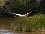 Cigüeña (Ciconia ciconia)